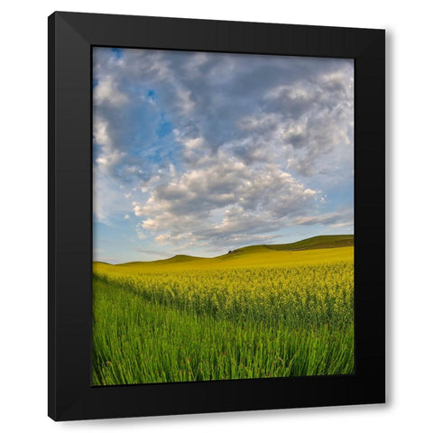 USA- Washington State- Palouse. Springtime landscape and Canola fields Black Modern Wood Framed Art Print by Gulin, Darrell