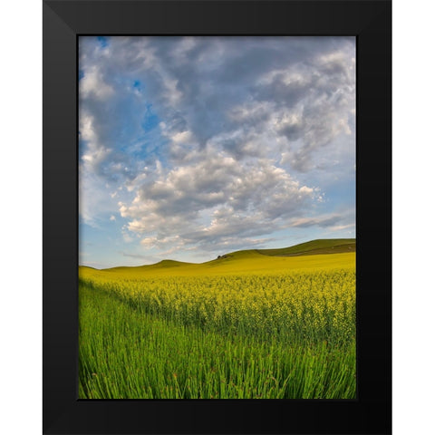 USA- Washington State- Palouse. Springtime landscape and Canola fields Black Modern Wood Framed Art Print by Gulin, Darrell