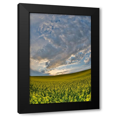 USA- Washington State- Palouse. Springtime landscape and Canola fields Black Modern Wood Framed Art Print with Double Matting by Gulin, Darrell