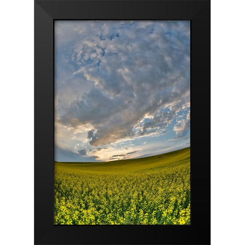 USA- Washington State- Palouse. Springtime landscape and Canola fields Black Modern Wood Framed Art Print by Gulin, Darrell