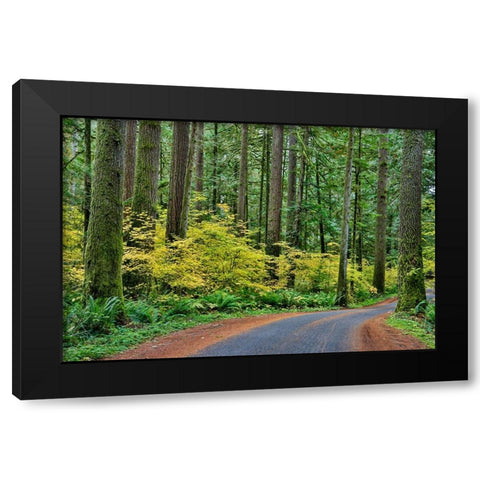 USA- Washington State- Darrington. Curved roadway in autumn forest of fir and vine maple trees Black Modern Wood Framed Art Print by Gulin, Darrell