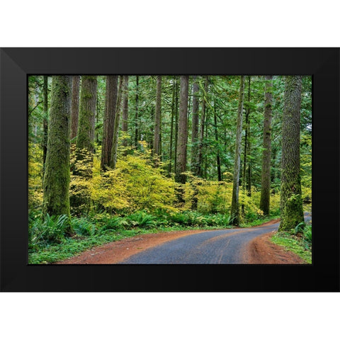 USA- Washington State- Darrington. Curved roadway in autumn forest of fir and vine maple trees Black Modern Wood Framed Art Print by Gulin, Darrell