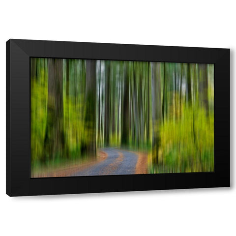 USA- Washington State- Darrington. Curved roadway in autumn forest of fir and vine maple trees Black Modern Wood Framed Art Print with Double Matting by Gulin, Darrell