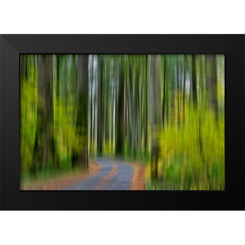USA- Washington State- Darrington. Curved roadway in autumn forest of fir and vine maple trees Black Modern Wood Framed Art Print by Gulin, Darrell