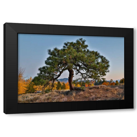 USA- Washington State- Winthrop- Sun Mountain and lone pine tree Black Modern Wood Framed Art Print with Double Matting by Gulin, Darrell