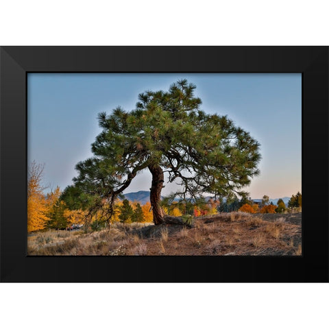 USA- Washington State- Winthrop- Sun Mountain and lone pine tree Black Modern Wood Framed Art Print by Gulin, Darrell