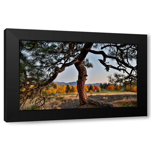 USA- Washington State- Winthrop- Sun Mountain and lone pine tree Black Modern Wood Framed Art Print by Gulin, Darrell