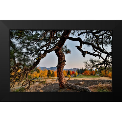 USA- Washington State- Winthrop- Sun Mountain and lone pine tree Black Modern Wood Framed Art Print by Gulin, Darrell