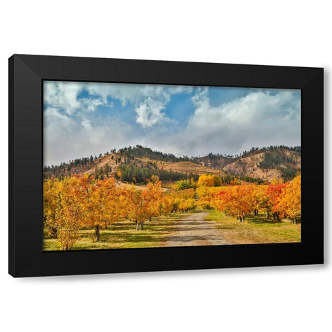 USA- Washington State. fall colored apple orchard near Peshastin. Black Modern Wood Framed Art Print by Gulin, Darrell