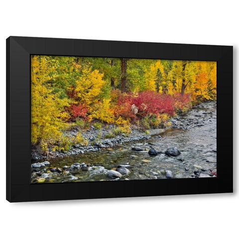USA- Washington State. Cottonwoods and wild dogwood along Peshastin Creek- off of Highway 97 Black Modern Wood Framed Art Print by Gulin, Darrell