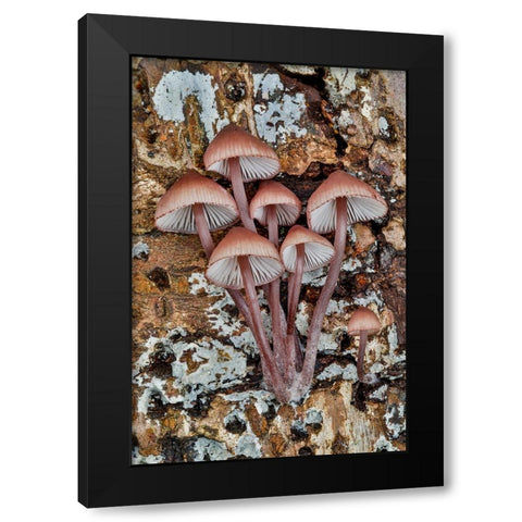 USA- Washington State- Sammamish. Mushrooms growing on fall alder tree log Black Modern Wood Framed Art Print by Gulin, Darrell