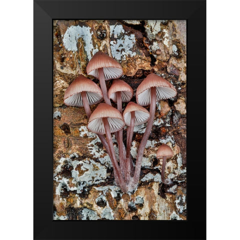 USA- Washington State- Sammamish. Mushrooms growing on fall alder tree log Black Modern Wood Framed Art Print by Gulin, Darrell