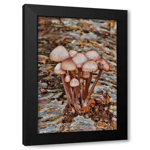USA- Washington State- Sammamish. Mushrooms growing on fall alder tree log Black Modern Wood Framed Art Print by Gulin, Darrell