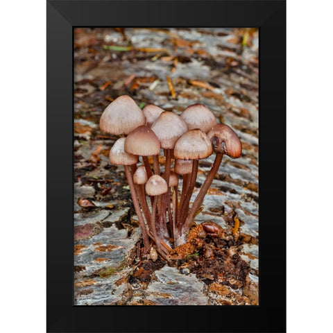 USA- Washington State- Sammamish. Mushrooms growing on fall alder tree log Black Modern Wood Framed Art Print by Gulin, Darrell