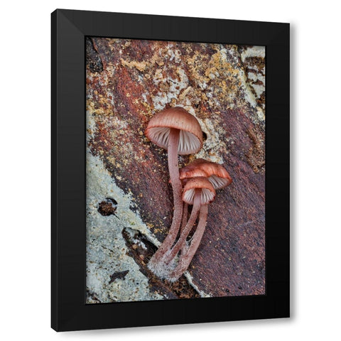 USA- Washington State- Sammamish. Mushrooms growing on fall alder tree log Black Modern Wood Framed Art Print by Gulin, Darrell
