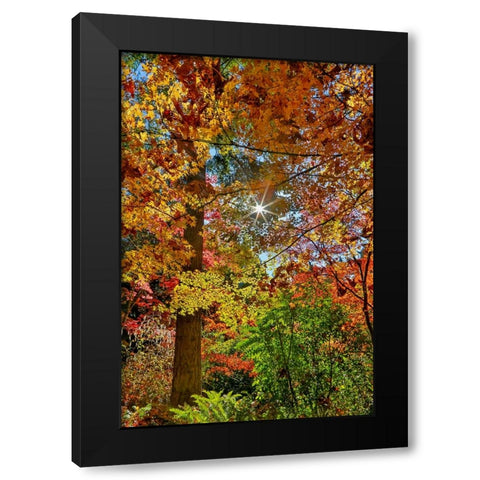 USA- Washington State- Seattle- Washington Arboretum with fall color on Japanese Maple trees Black Modern Wood Framed Art Print by Gulin, Darrell