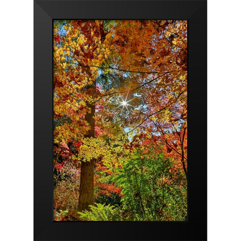 USA- Washington State- Seattle- Washington Arboretum with fall color on Japanese Maple trees Black Modern Wood Framed Art Print by Gulin, Darrell