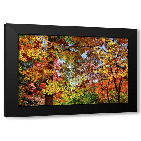 USA- Washington State- Seattle- Washington Arboretum with fall color on Japanese Maple trees Black Modern Wood Framed Art Print with Double Matting by Gulin, Darrell