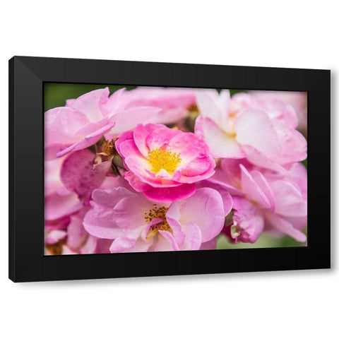 Washington State-Vancouver Roses in a garden in Vancouver-Washington Black Modern Wood Framed Art Print with Double Matting by Wilson, Emily