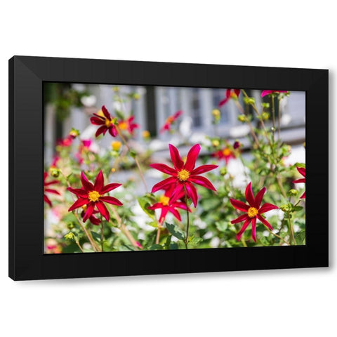 Washington State-Fort Vancouver National Historic Site Flowers in the garden Black Modern Wood Framed Art Print with Double Matting by Wilson, Emily