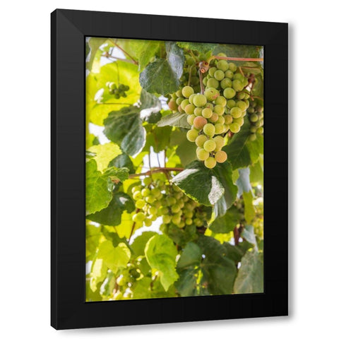 Washington State-Fort Vancouver National Historic Site Grapes in the garden  Black Modern Wood Framed Art Print with Double Matting by Wilson, Emily