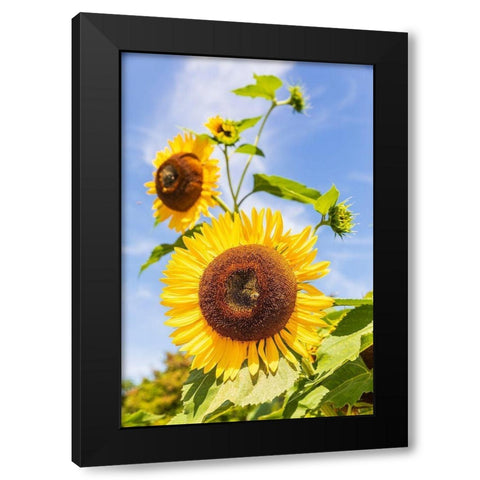 Washington State-Fort Vancouver National Historic Site Sunflower in the garden Black Modern Wood Framed Art Print by Wilson, Emily