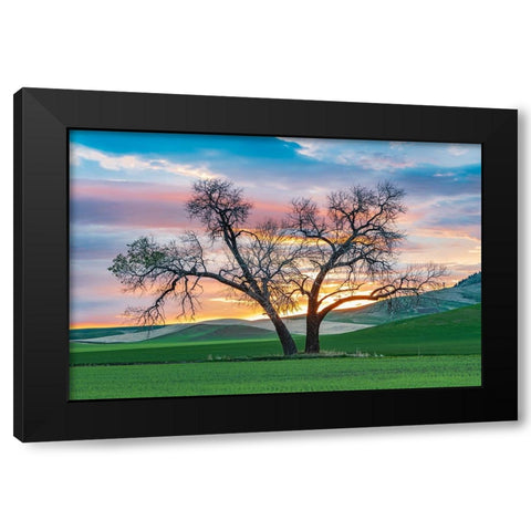 Steptoe-Washington State-USA-Cottonwood trees in a wheat field at sunset Black Modern Wood Framed Art Print by Wilson, Emily M.