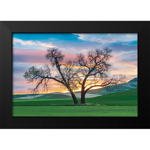 Steptoe-Washington State-USA-Cottonwood trees in a wheat field at sunset Black Modern Wood Framed Art Print by Wilson, Emily M.