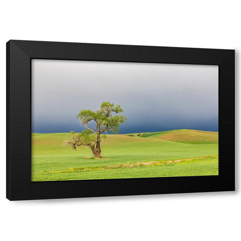 Steptoe-Washington State-USA-Cottonwood tree in wheat field under storm clouds in the Palouse hills Black Modern Wood Framed Art Print with Double Matting by Wilson, Emily M.