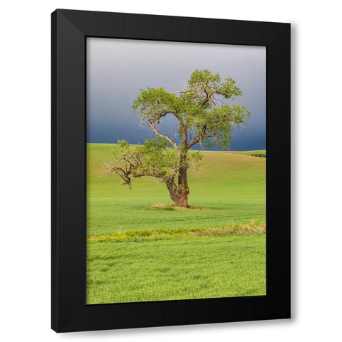 Steptoe-Washington State-USA-Cottonwood tree in wheat field under storm clouds in the Palouse hills Black Modern Wood Framed Art Print with Double Matting by Wilson, Emily M.