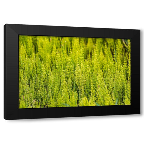 Steptoe-Washington State-USA-Horsetail plants-equisetum-in the Palouse hills Black Modern Wood Framed Art Print by Wilson, Emily M.
