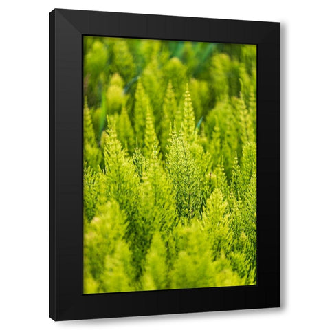 Steptoe-Washington State-USA-Horsetail plants-equisetum-in the Palouse hills Black Modern Wood Framed Art Print by Wilson, Emily M.