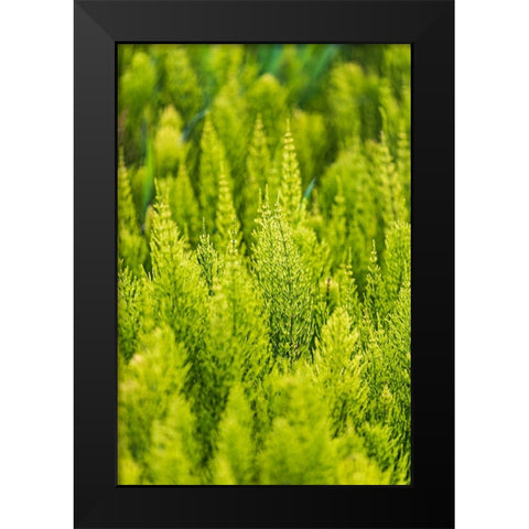 Steptoe-Washington State-USA-Horsetail plants-equisetum-in the Palouse hills Black Modern Wood Framed Art Print by Wilson, Emily M.
