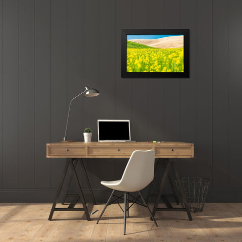 Lacrosse-Washington State-USA-Blooming canola field in the Palouse hills Black Modern Wood Framed Art Print by Wilson, Emily M.