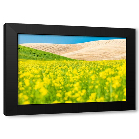 Lacrosse-Washington State-USA-Blooming canola field in the Palouse hills Black Modern Wood Framed Art Print by Wilson, Emily M.
