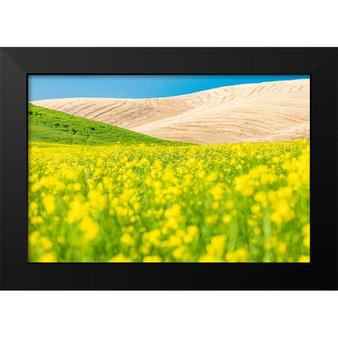 Lacrosse-Washington State-USA-Blooming canola field in the Palouse hills Black Modern Wood Framed Art Print by Wilson, Emily M.