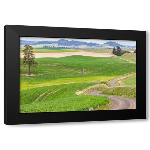 Palouse-Washington State-USA-Dirt road winding through wheat fields in the Palouse hills Black Modern Wood Framed Art Print with Double Matting by Wilson, Emily M.