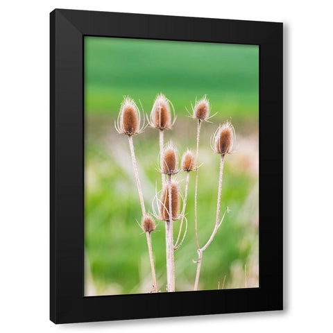 Garfield-Washington State-USA-Thistle plants in the Palouse hills Black Modern Wood Framed Art Print with Double Matting by Wilson, Emily M.