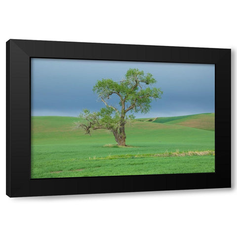 USA- Washington State- Whitman County- Palouse. Solitary tree. Black Modern Wood Framed Art Print with Double Matting by Wilson, Emily M.
