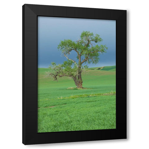 USA- Washington State- Whitman County- Palouse Black Modern Wood Framed Art Print with Double Matting by Wilson, Emily M.