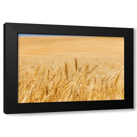 USA- Washington State- Whitman County- Palouse. Wheat fields. Black Modern Wood Framed Art Print with Double Matting by Wilson, Emily M.