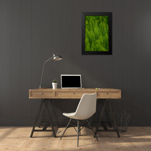 USA- Washington State- Whitman County- Palouse. Green plants. Black Modern Wood Framed Art Print by Wilson, Emily M.