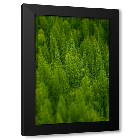 USA- Washington State- Whitman County- Palouse. Green plants. Black Modern Wood Framed Art Print with Double Matting by Wilson, Emily M.
