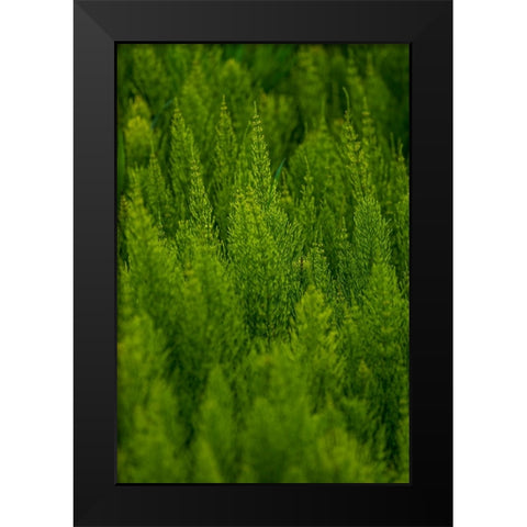 USA- Washington State- Whitman County- Palouse. Green plants. Black Modern Wood Framed Art Print by Wilson, Emily M.
