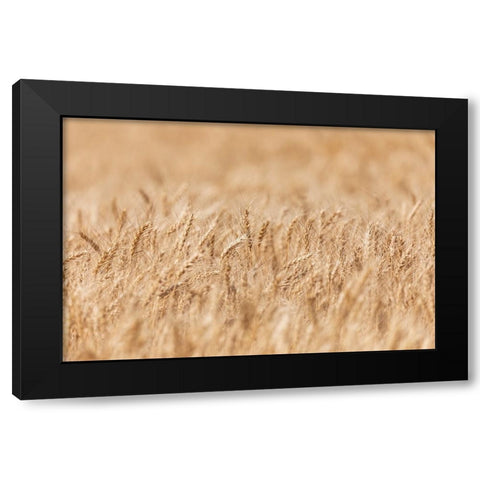 USA- Washington State- Whitman County- Palouse. Wheat fields. Black Modern Wood Framed Art Print with Double Matting by Wilson, Emily M.