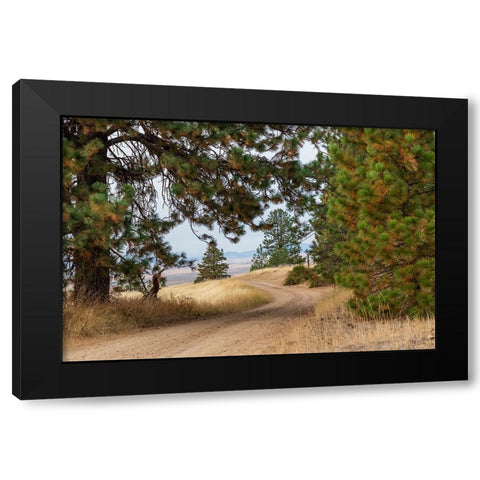 USA- Washington State- Whitman County- Palouse. Pine trees along dirt road near Farmington. Black Modern Wood Framed Art Print with Double Matting by Wilson, Emily M.