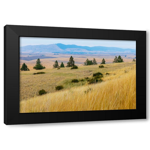 USA- Washington State- Whitman County- Palouse. Fields of wheat near Farmington. Black Modern Wood Framed Art Print with Double Matting by Wilson, Emily M.