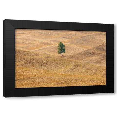 USA- Washington State- Whitman County- Palouse. Lone tree in rolling field. Black Modern Wood Framed Art Print with Double Matting by Wilson, Emily M.