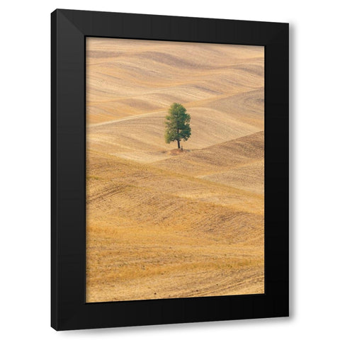 USA- Washington State- Whitman County- Palouse. Lone tree in rolling field. Black Modern Wood Framed Art Print with Double Matting by Wilson, Emily M.