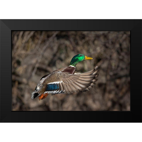 Washington State Male Mallard takes flight from Lake Washington Seattle Black Modern Wood Framed Art Print by Luhm, Gary